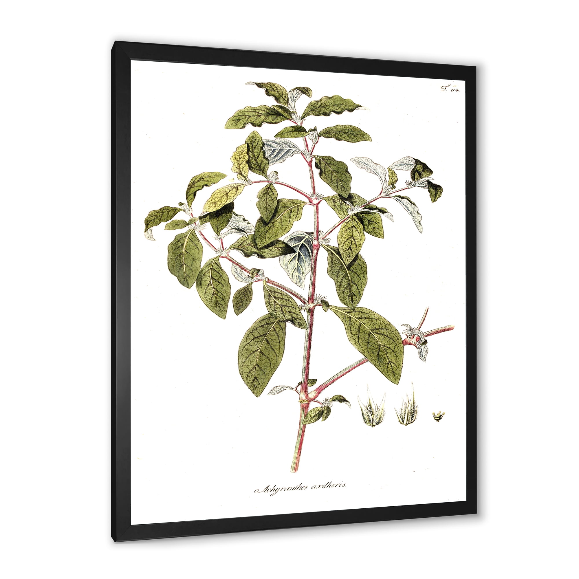 Designart 'Ancient American Flora IV' Traditional Framed Art Print