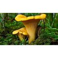 thumbnail image 1 of GSDWIUEW Chantarelle Mushroom Spawn Mycelium Spores for Planting, 1 of 8