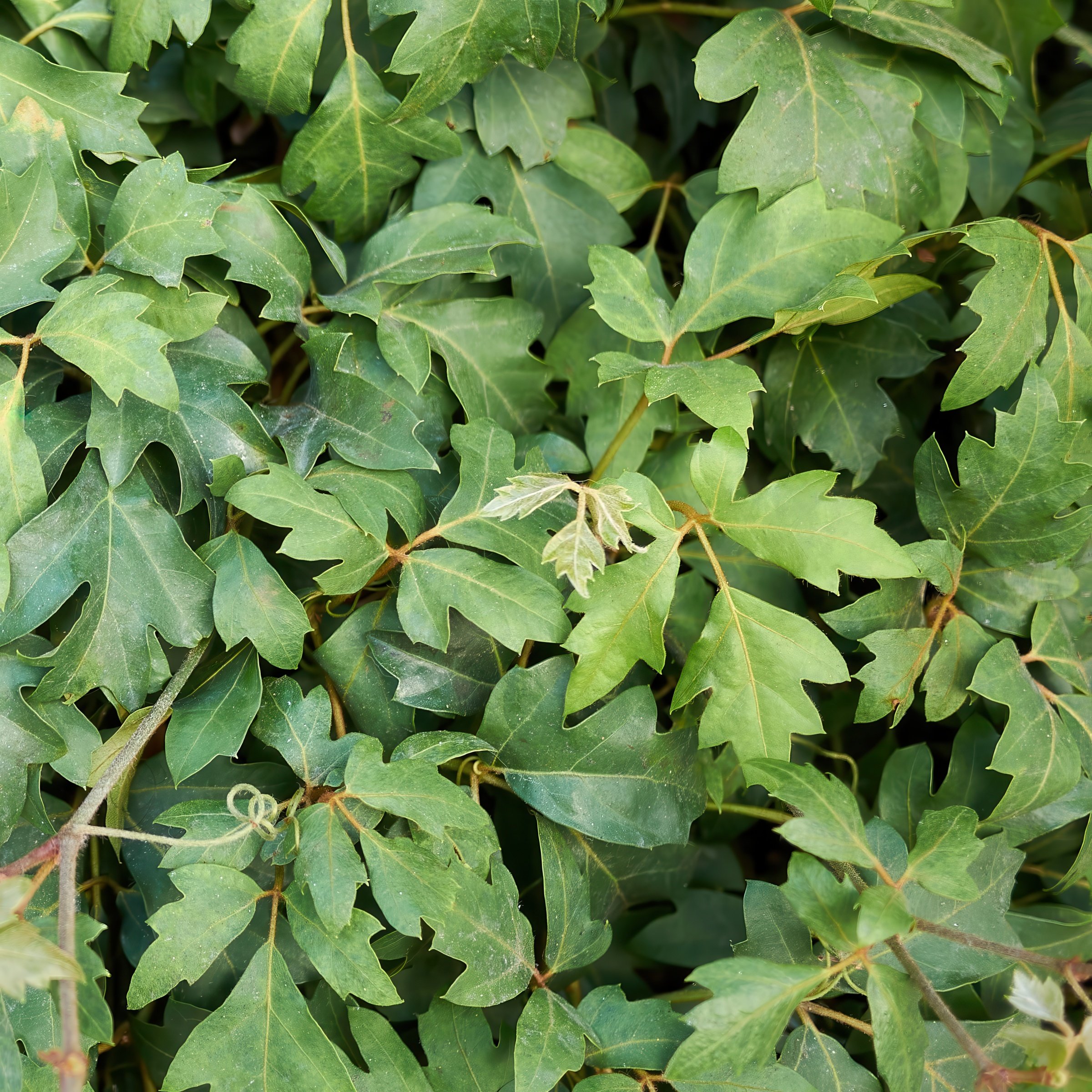6 in. Cissus Ellen Danica Oak Leaf Plant in Grower Container