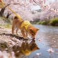 thumbnail image 4 of Juego de Arnés y Correa Ajustable para Gatos y Perros Pequeños, Arnés Suave de Malla Transpirable con Adornos Florales, Diseño de Seguridad Anti-Escape, Azul/Rosa/Amarillo, 44x34cm, 4 of 6
