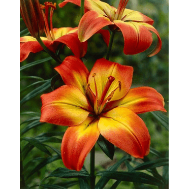 5 Forever Linda Asiatic Lily Bulbs