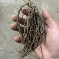 Clematis Bulbs,Clematis Flowers For Planting,Clematis Plants,Pretty