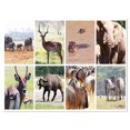 thumbnail image 2 of Rich African Wildlife Collage - Animal Art Painting, 2 of 3