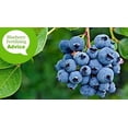thumbnail image 3 of JYLP 50 Lb 90% Sulfur Granular Soil Acidifier, Controlled Release Soil pH Reducer for Blueberry Bushes & Organic Gardening, 3 of 5