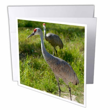 3dRose Sandhill Crane birds Nebraska - US26 GHA0062 - Gayle Harper, Greeting Cards, 6 x 6 inches, set of 6