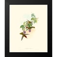 thumbnail image 2 of Gould, John 12x14 Black Modern Framed Museum Art Print Titled - Hummingbird Delight XII, 2 of 5