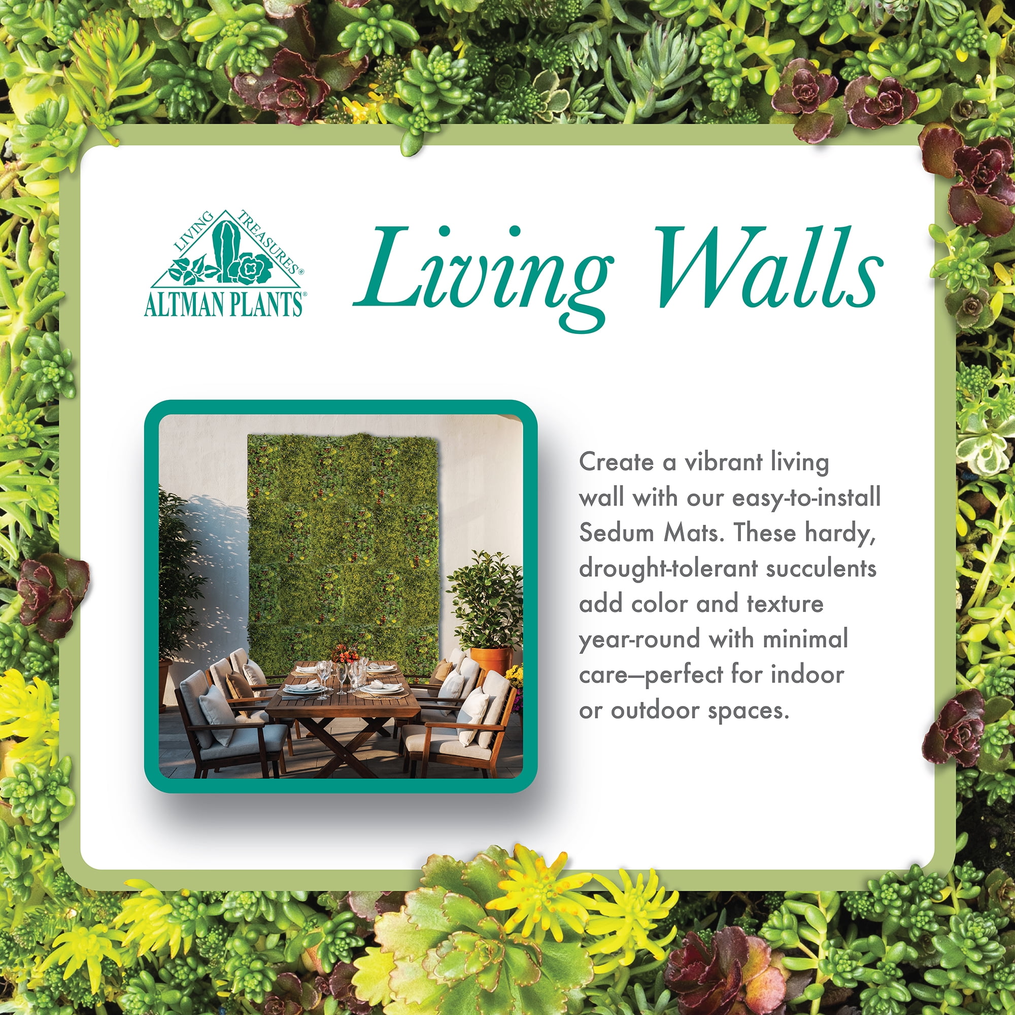 Altman Plants 10" x 20" Sedum Succulent Mat, Easy Hardy Live Succulents for Ground Cover