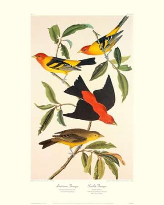 Louisiana Tanager S