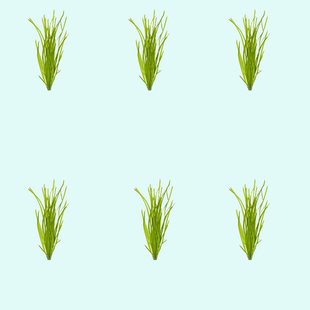BUY 2 GET 1 FREE - Water Lettuce & Water Hyacinth Pond Plants | 4 Of Each | Floating Aquatic Plants