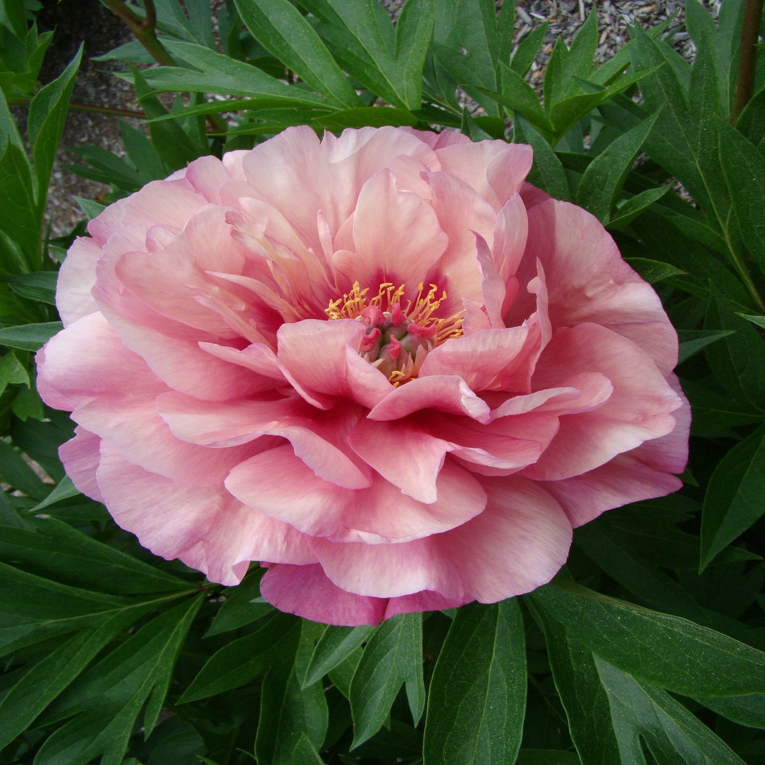 Expert Gardener 12-18" Peony Double Bubble Pink™ Live Tree in 2 gal. Grower Pot