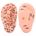 thumbnail image 3 of Ear Zone Model, Excellent Educational Tools Human Ear Acupuncture Model Comfortable Touch Feelings  For Classroom For School For Teaching For  School, 3 of 8