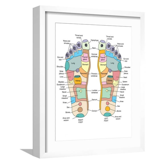 Art.com Reflexology Foot Map, Artwork Photographic Print by Peter Gardiner, White Frame Wall Art, 17" x 21"