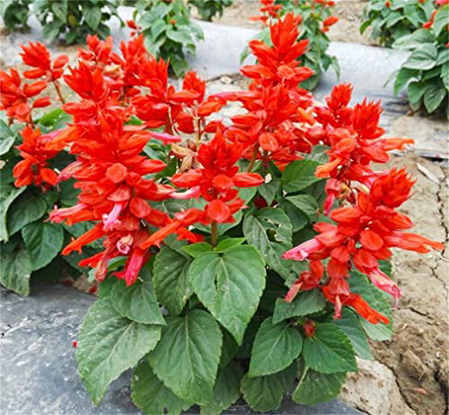 20 PCS Seeds Hosta Plantaginea Fragrant Plants Flowers Bonsai Ground Cover 2019 