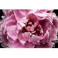 thumbnail image 2 of Orlov, Irena 18x13 Black Ornate Wood Framed with Double Matting Museum Art Print Titled - Pink Peony Passion III, 2 of 4