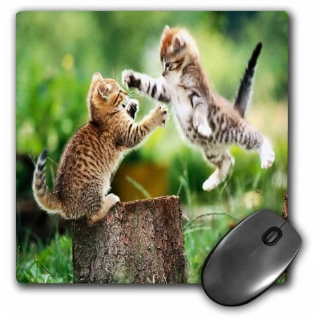 3drose kittens having fun