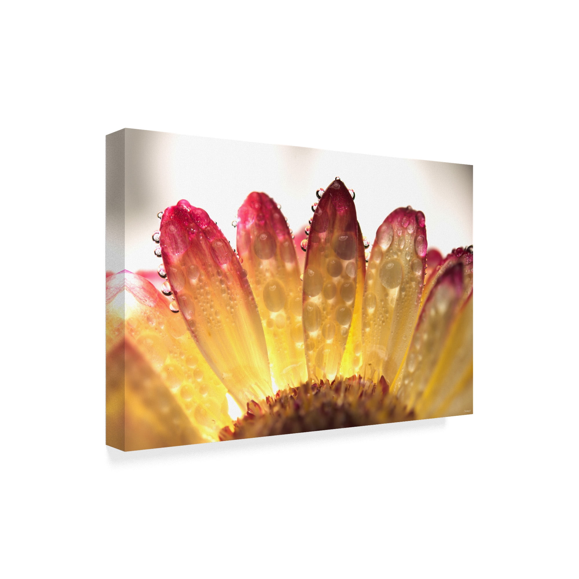 Trademark Fine Art 'Gerbera Daisy And Water' Canvas Art by Gordon Semmens