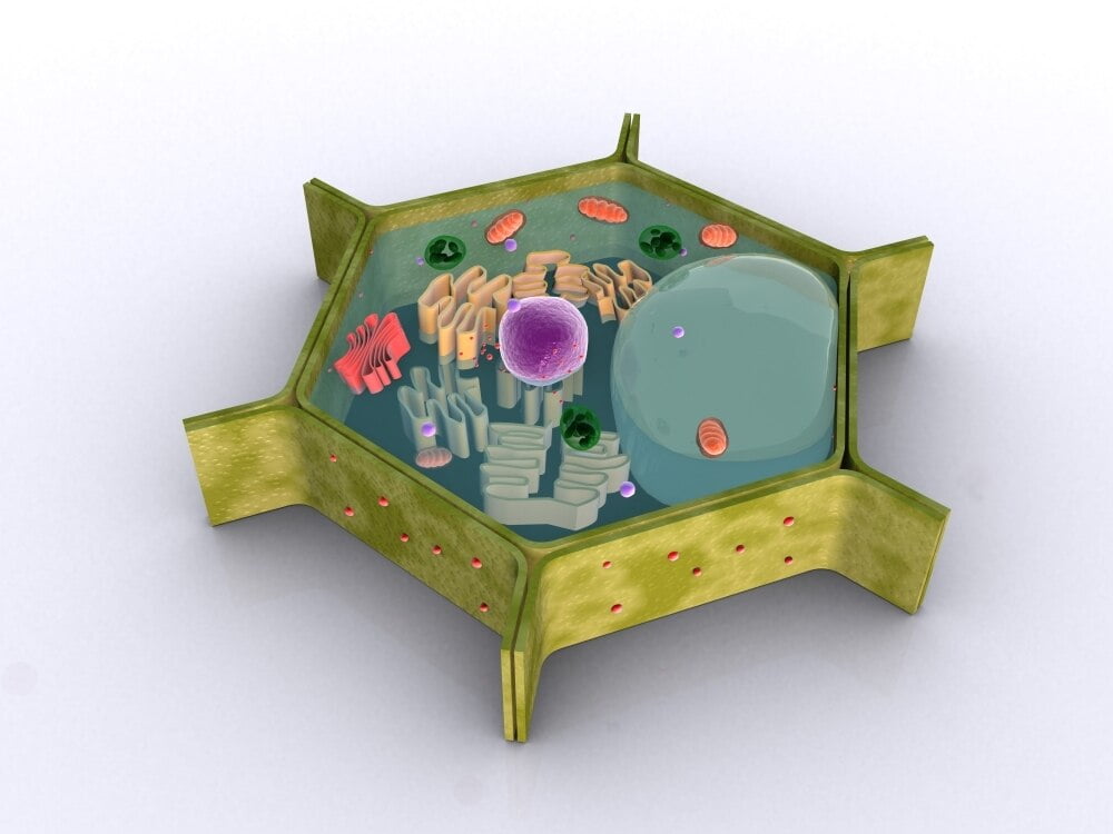 Conceptual image of a plant cell and its components Poster ...