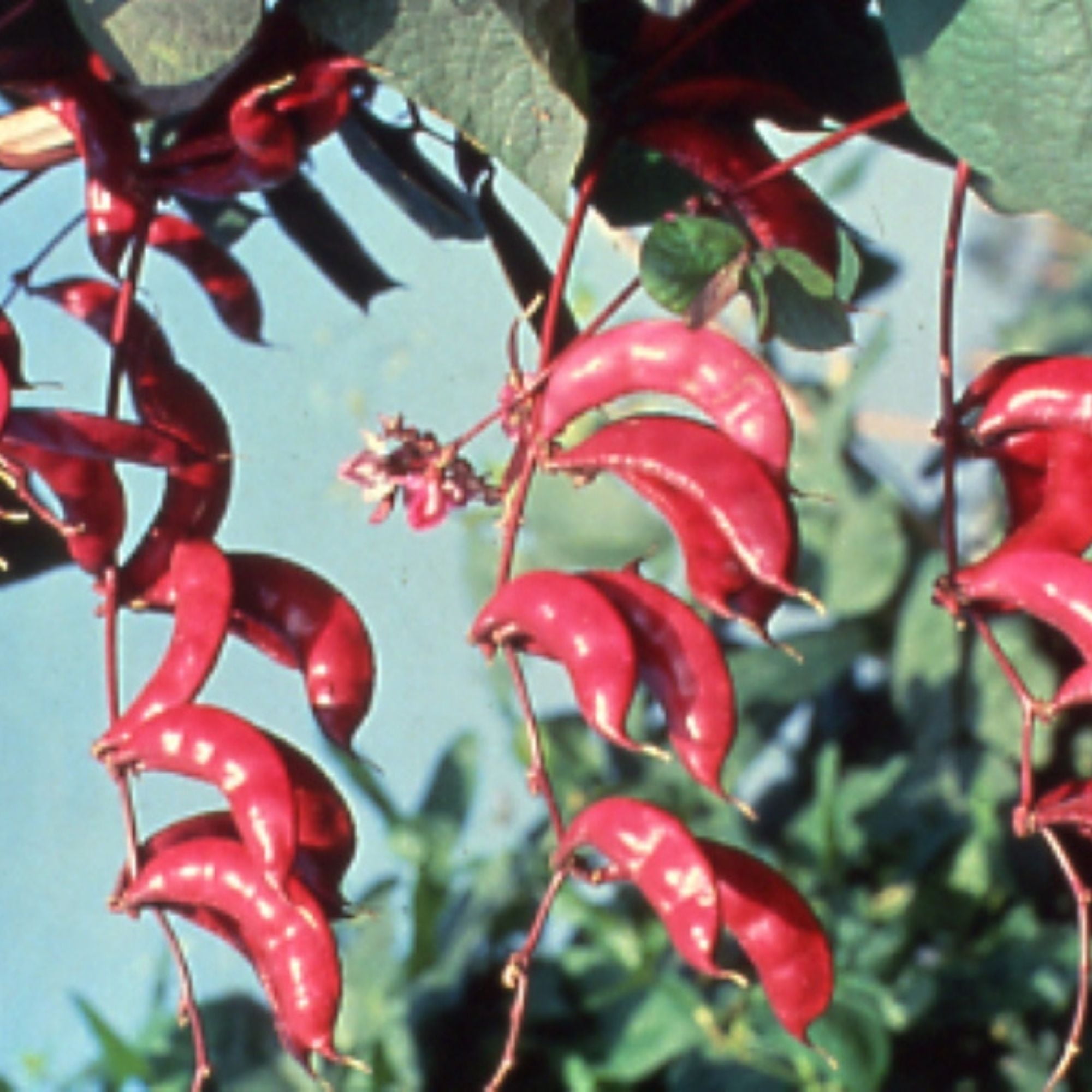 Hyacinth Bean Murasakiiorhana Fujimame 5 g Packet 25 Seeds Non