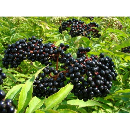 Elderberry Plant 7-12" Tall in Quart Pot- Sambucus Canadensis- American Elderberry Shrub- Outdoor Garden