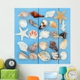 thumbnail image 1 of Seashell Collage Wall Mural by Wallmonkeys Peel and Stick Graphic (48 in H x 48 in W) WM39827, 1 of 4