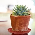 thumbnail image 2 of 20 Pcs Soucoupe de Plante Plateau en Plastique pour Pot de Plante Rond pour Intérieur Extérieur, 2 of 8