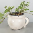 thumbnail image 2 of Set of 12 Crackle Glazed Cream Color With Handle Ceramic Planter, 2 of 4
