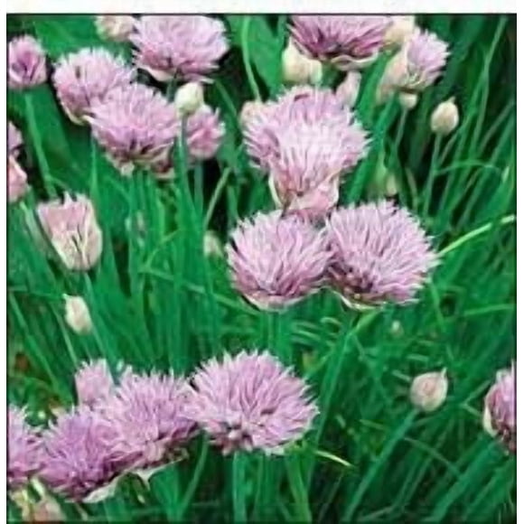 GSDWIUEW Seed Savers Exchange 1243 Organic, Open-pollinated Herb Seeds, Chives, 250 Seed Packet