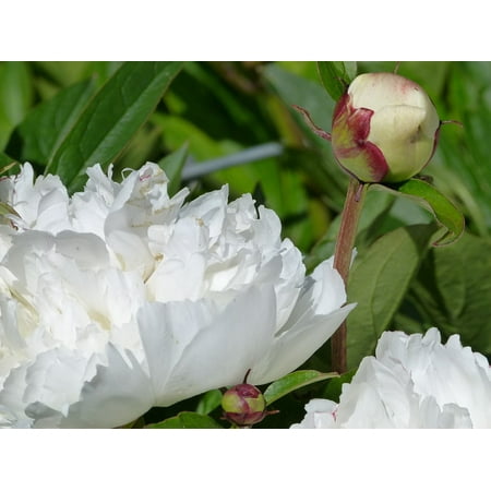 LAMINATED POSTER Flowering Shrub Bush Rhododendron Flower White Poster Print 24 x