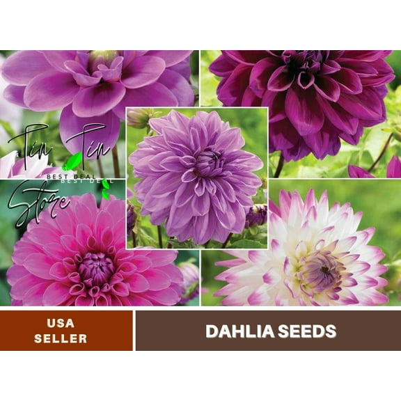 40  Seeds-Pink & purple mix Dahlia Seeds #D043-Authentic Seeds-Flowers-Seeds-Rose seeds-Herb seeds-Vegetable Seeds-Mix Seeds for Plant-B3G1