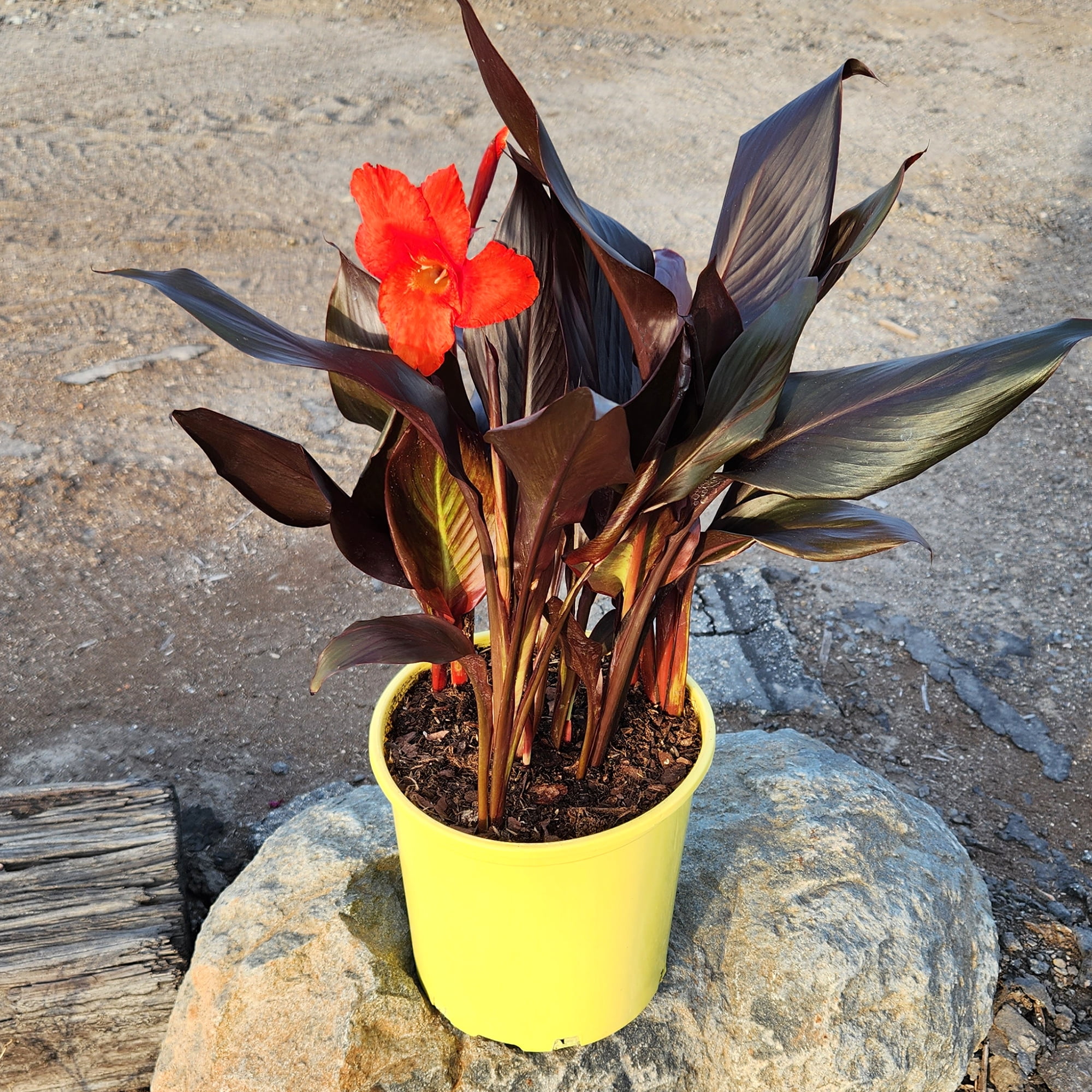 Altman Plants 'Lava Rock' Canna Lily | 4qt. Grow Pot; Full Sun | Flowering Perennial, Outdoor Plant