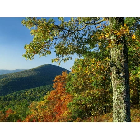 Broadleaf forest in fall colors as seen from Doyles River Overlook Shenandoah National Park Virgin Poster Print by Tim