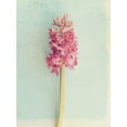 thumbnail image 3 of Gardner, Sarah 14x18 Black Modern Framed Museum Art Print Titled - Soft Pink Hyacinth, 3 of 5