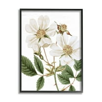 Stupell Industries White Rose of York Vintage Flower Botanical Print,16 x 20, Design by Lettered and Lined