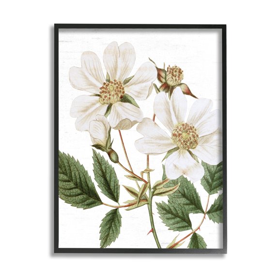 Stupell Industries White Rose of York Vintage Flower Botanical Print,16 x 20, Design by Lettered and Lined