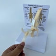 thumbnail image 3 of Modelo de Rodilla Modelo Anatómico de Articulación Modelo de Esqueleto Canino Anatomía del Esqueleto Animal Regalo de Médica, 3 of 5