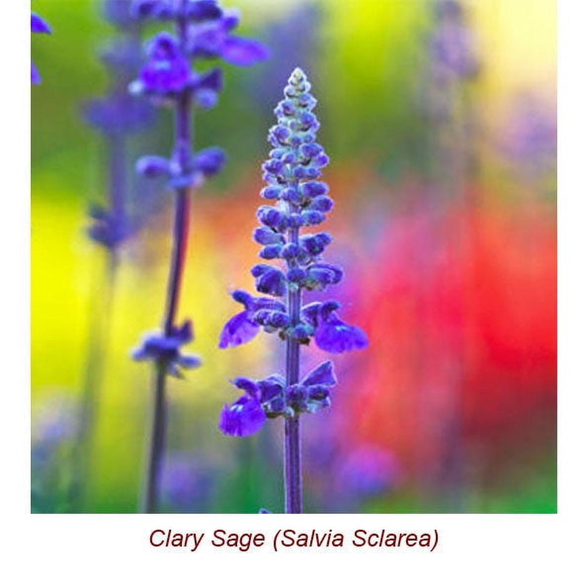 Clary Sage Essential Oil 15 ml (1/2 fl oz) - 100% Pure and Natural by Silky Scents