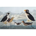 thumbnail image 2 of Audubon, John James 14x10 Black Ornate Wood Framed with Double Matting Museum Art Print Titled - Black-throated Guillemot and Nobbed-billed Auk, 2 of 4