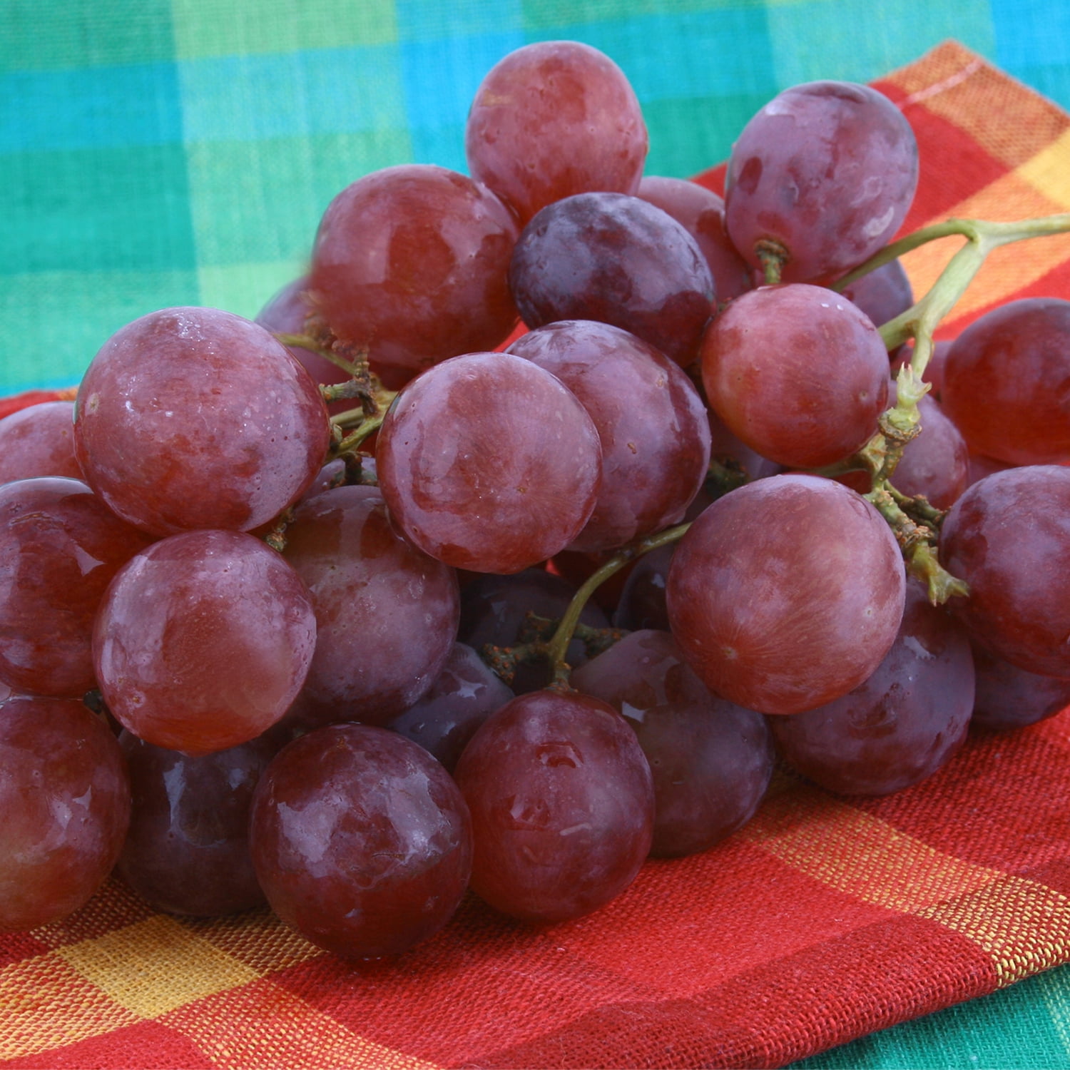 Van Zyverden Grapes Einset Seedless Set of 1 Plant White Full Sun Fruiting 2 lbs