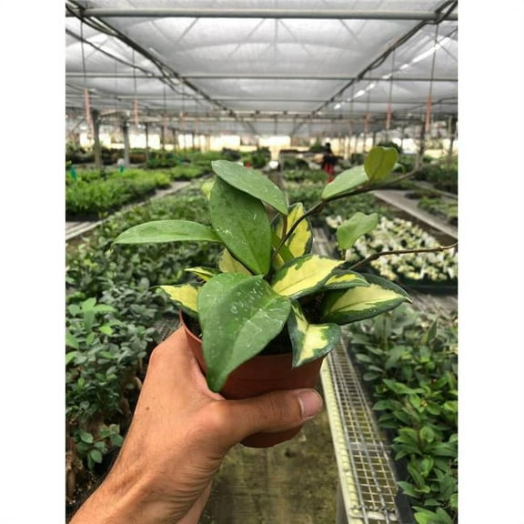 House Plant Dropship 4-HOYA-KRIMSON.QUEEN 6 in. Hoya Carnosa Krimson Queen Pot