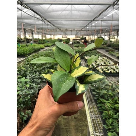 4-HOYA-KRIMSON.QUEEN 6 in. Hoya Carnosa Krimson Queen Pot