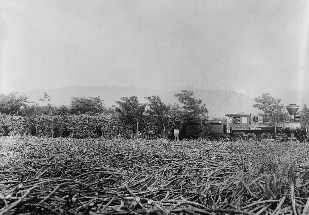 Hawaii A Field Of Harvested Sugar Cane On A Plantation A Trainload Of