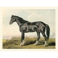 thumbnail image 3 of Cassel 18x15 Black Modern Framed Museum Art Print Titled - Cassells Horse II, 3 of 5