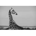 thumbnail image 2 of Hopkins, Cindy Miller 18x13 Black Ornate Wood Framed with Double Matting Museum Art Print Titled - Africa-Kenya-Ol Pejeta Conservancy-Reticulated giraffe Endangered species, 2 of 4