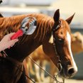 thumbnail image 3 of Shisuyan 2 Pcs Brosse d'Épilation pour Chevaux Grattoir en Acier Inoxydable pour Ferme, 3 of 9