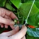 thumbnail image 3 of Clips Para Soporte De Tomate, Soporte Estable, 10 Ganchos Para Trepar Plantas De Acero Inoxidable, Duraderos Con Cordel Para Vegetales, 3 of 7