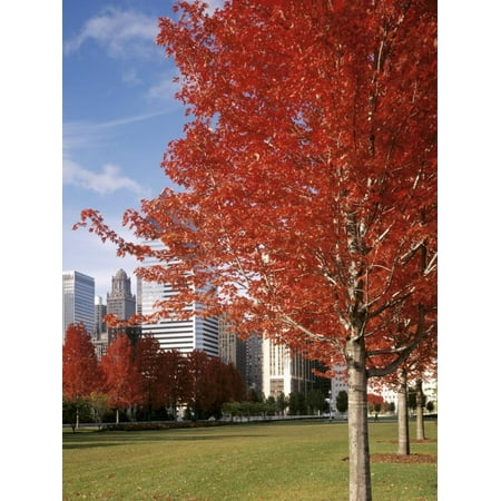 Millennium Park Chicago Christmas Illinois, Chicago, Millennium Park, Trees in a Park During Autumn Print Wall Art ()