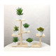 thumbnail image 3 of Plantas Suculentas Belug Artificiales Macetas Decorativas Bonsai 6 pzs, 3 of 5