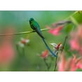 thumbnail image 2 of Fitzharris, Tim 32x25 Black Ornate Wood Framed with Double Matting Museum Art Print Titled - Long Tailed Sylph Hummingbird, 2 of 4