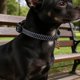 thumbnail image 1 of OULII 2Ud Collar Para Perros Y Ajustable En Azul Con Tejido Transpirable Y Fácil Limpieza, 1 of 8
