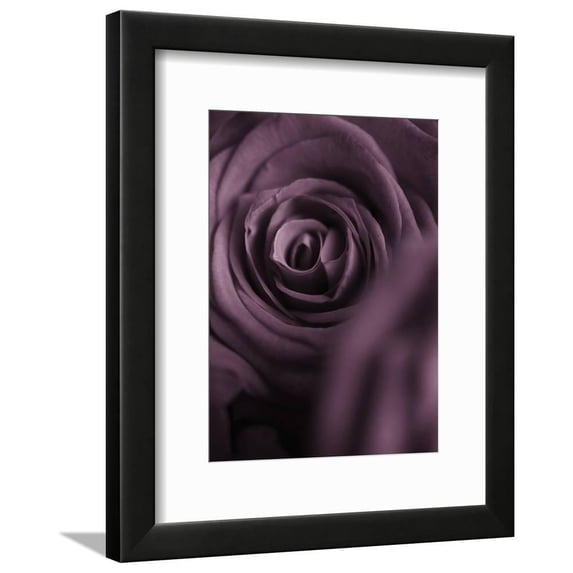 Deep Purple Rose, Framed Art Print Wall Art by Clive Nichols Sold by Art.Com